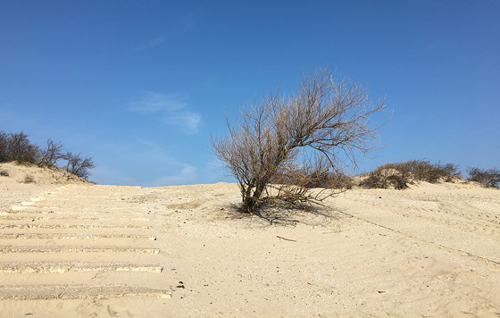 Ploggen 12 Maart 2016: Wandelen door de duinen