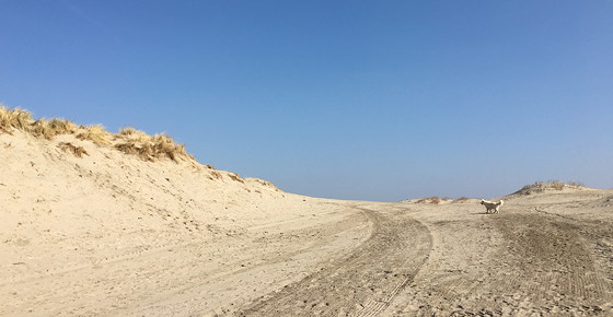 Ploggen 12 Maart 2016: Wandelen door de duinen